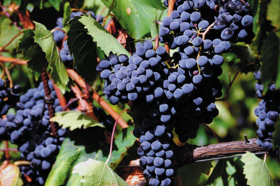 uva, vino