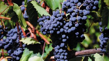 uva, vino