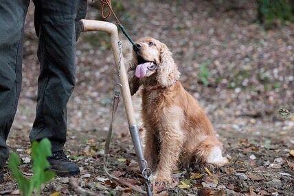 cagnolino Leo su Topolino