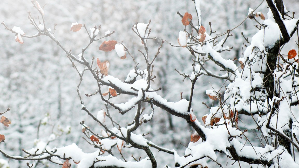 neve ghiaccio alberi