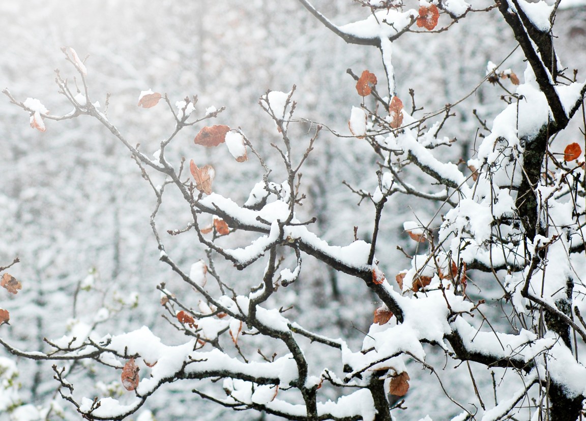 neve ghiaccio alberi