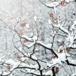 neve ghiaccio alberi