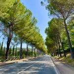 pineta Ponte Felcino_foto dal gruppo Gruppo Ginkgo Biloba PERUGIA