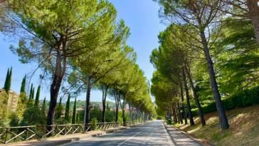pineta Ponte Felcino_foto dal gruppo Gruppo Ginkgo Biloba PERUGIA
