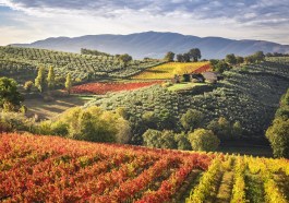 Montefalco Wineyards, Perugia province, Umbria, Italy