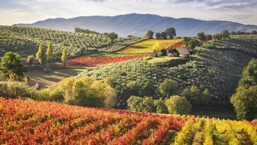 Montefalco Wineyards, Perugia province, Umbria, Italy