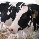 Mucche Grifo Latte Agriumbria