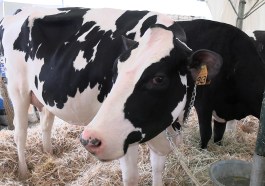 Mucche Grifo Latte Agriumbria