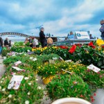 Pian di Massiano in Fiore 2023