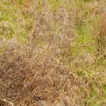 (foto da Adobe Stock)