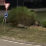 cinghiali a centova settembre 2023