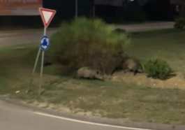 cinghiali a centova settembre 2023