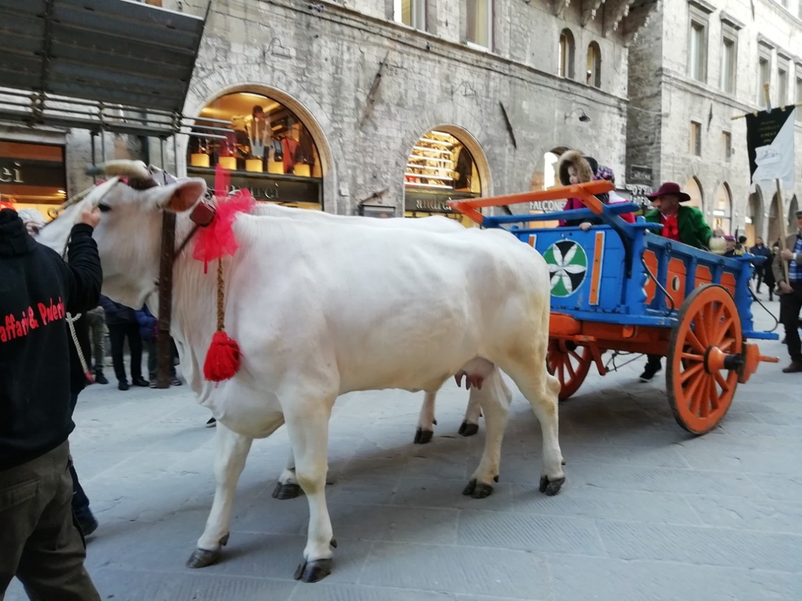 corteo del bartoccio