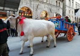 corteo del bartoccio