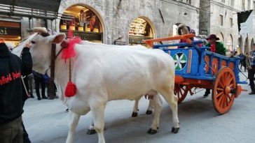 corteo del bartoccio