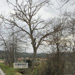 cenerente cartello caduto