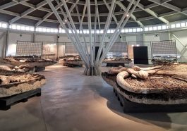 MuseoPaleoPietrafitta