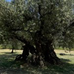 pianta albero verde campagna