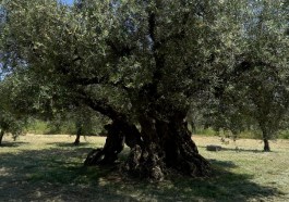 pianta albero verde campagna