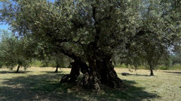 pianta albero verde campagna