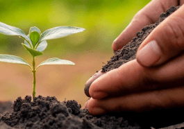 piantina piantare agricoltura