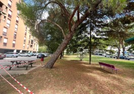 pino via Diaz_foto associazione Ginko Perugia (3)