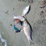 moria pesci lago Trasimeno