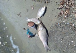 moria pesci lago Trasimeno