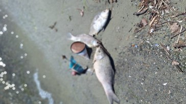 moria pesci lago Trasimeno