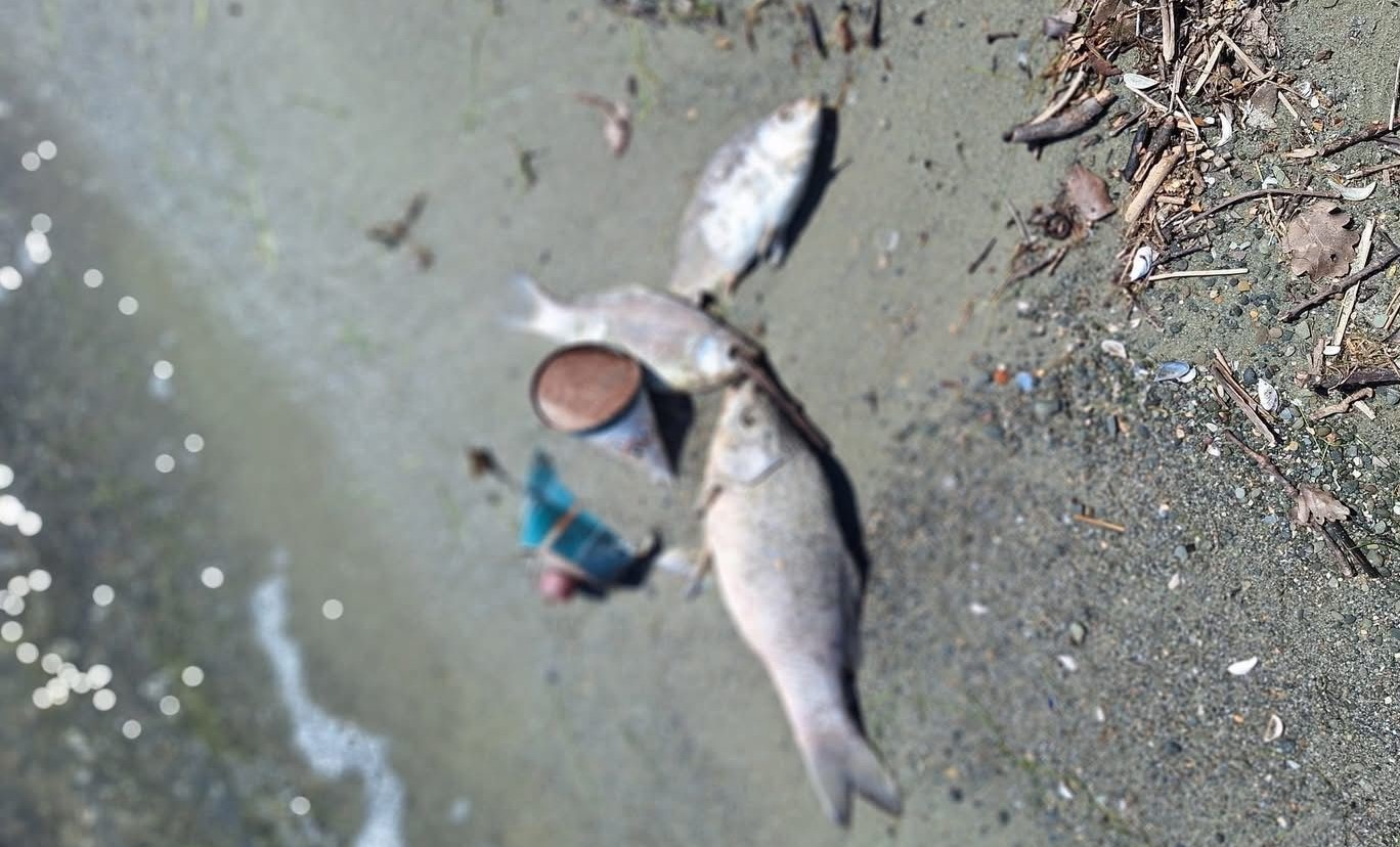 moria pesci lago Trasimeno