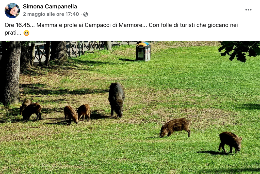 Famiglia di cinghiali al Campacci di Marmore, con turisti che giocano nei prati.