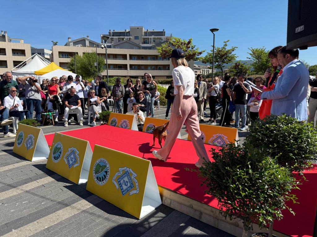 A dog being walked on a red carpet during an outdoor event, with a crowd of spectators in the background.