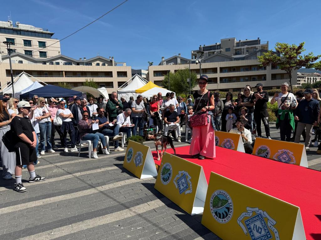 A woman in a black top and pink skirt walks her dog on a red carpet in front of an audience at an outdoor event, with tents and buildings in the background.