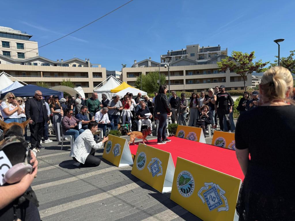 A busy outdoor event featuring a red carpet, with a crowd gathered around. Participants and their dogs are on the runway, showcasing their pets. Several tents and buildings are visible in the background.