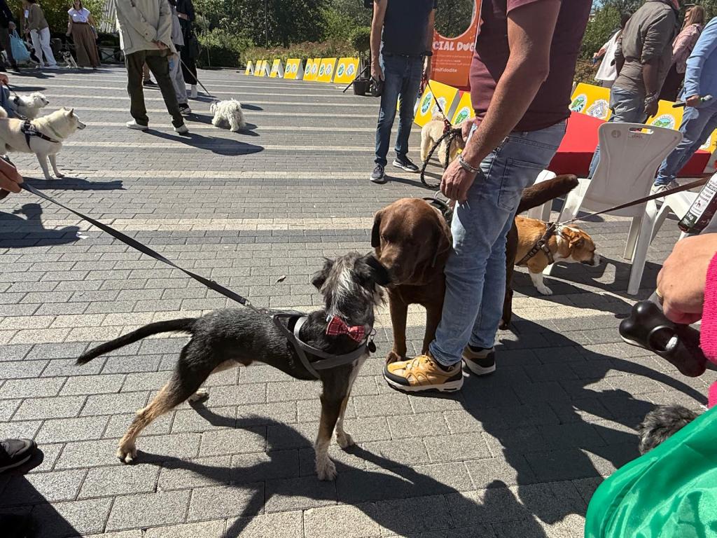 Numerosi cani si incontrano durante un evento all'aperto, mentre i loro proprietari socializzano tra di loro.