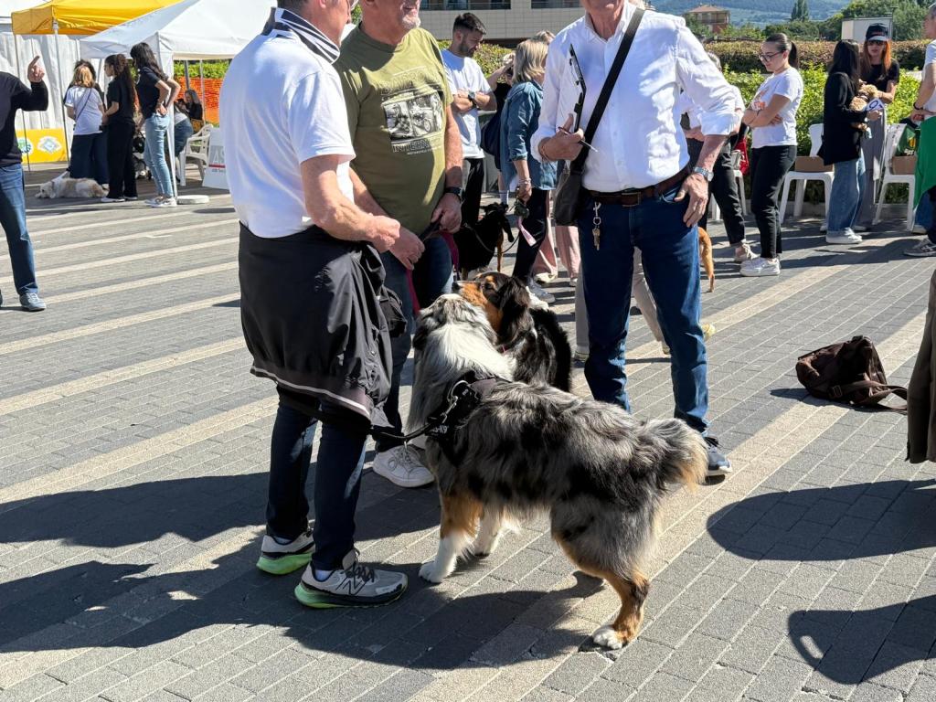 Persone socializzano mentre portano a passeggio diversi cani in un evento all'aperto.