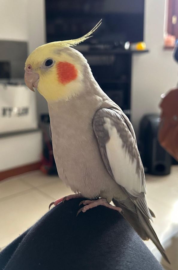 Un calopsitta seduta su un pantalone nero, con piumaggio grigio chiaro, macchie arancioni sulle guance e una cresta corta.