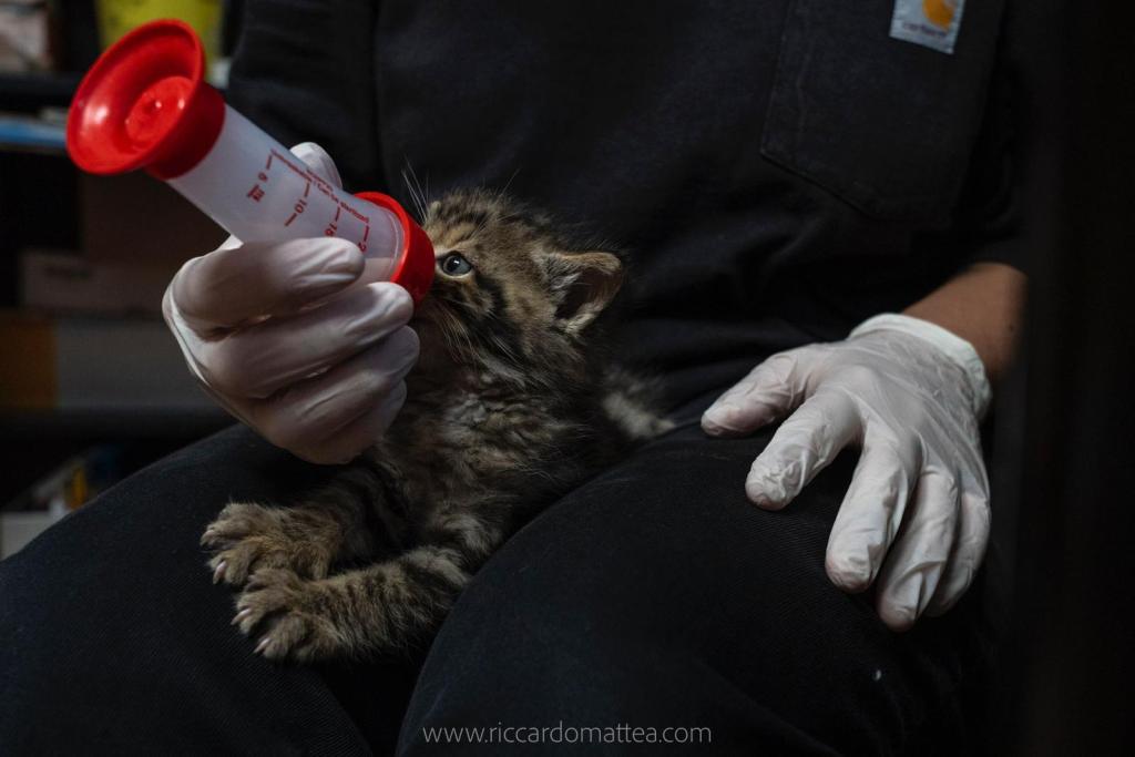 Un volontario della WildUmbria nutre un cucciolo con un biberon, indossando guanti, in un ambiente di recupero animali.