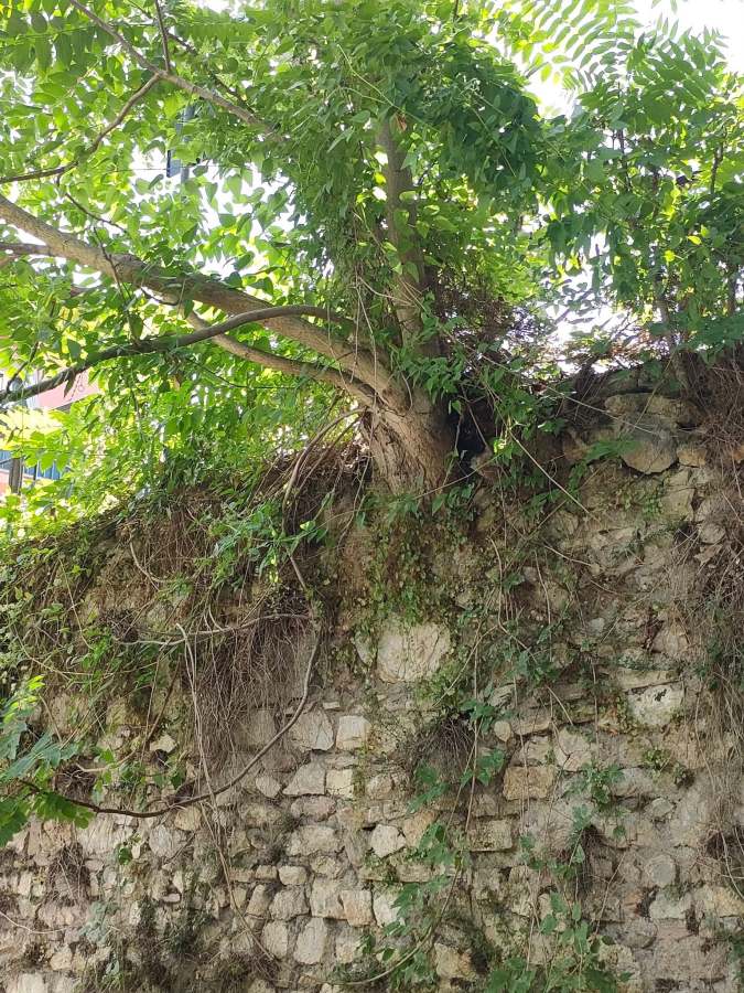 Un fico che cresce su un antico muro di pietra, circondato da piante verdi e rami, con un'ombra lussureggiante.