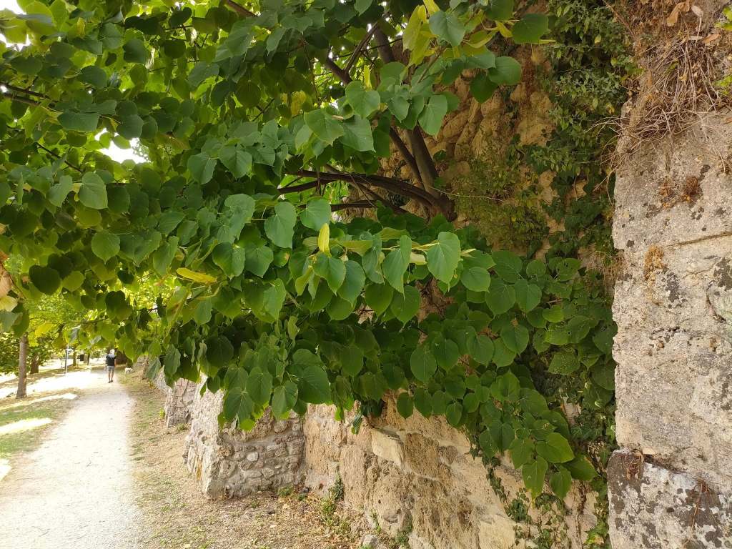 A pathway lined with greenery on one side, featuring a textured stone wall partially covered with vines.