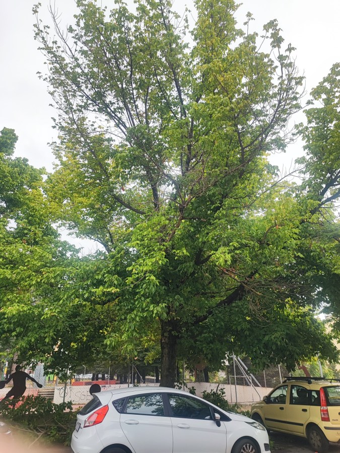 A large green tree with a dense canopy standing beside a white car in a parking area.