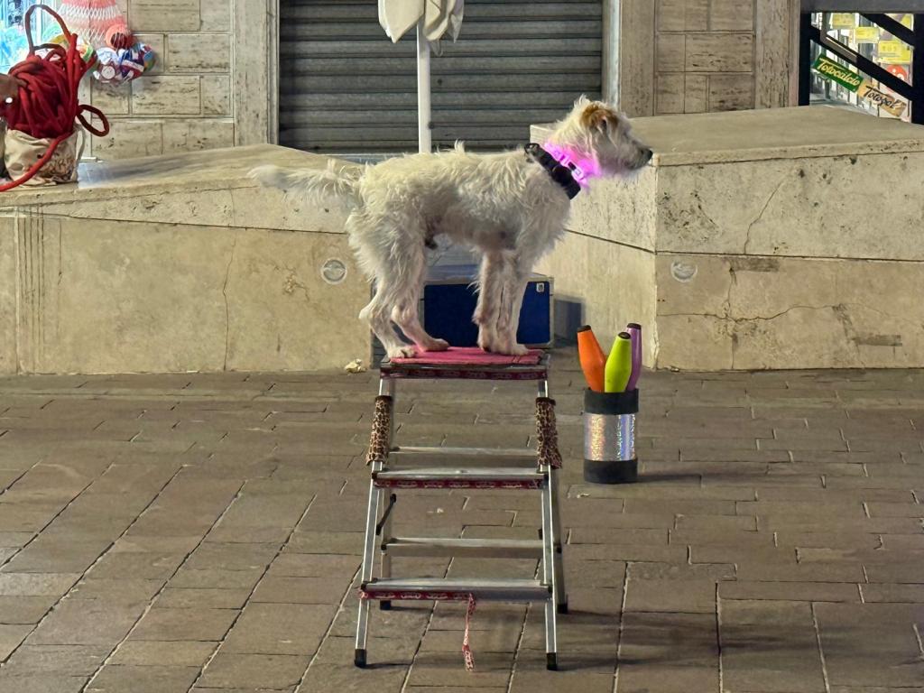 Un cane bianco con collo rosa in piedi su una scaletta in una piazza.
