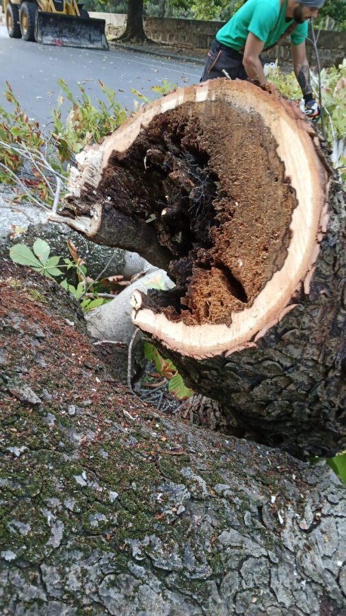 Un tronco di albero tagliato, mostrando l'interno marcio, con un operatore che lavora in secondo piano. Sullo sfondo si intravede un mezzo da lavoro sulla strada.