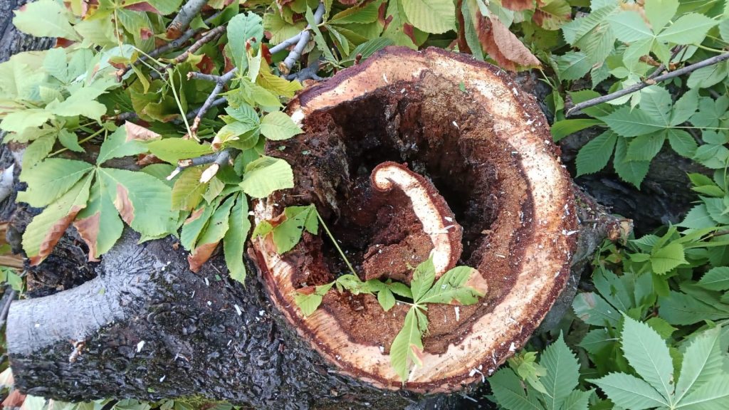Primo piano di un tronco d'albero tagliato, con il centro vuoto e circondato da foglie verde scuro e marroni.