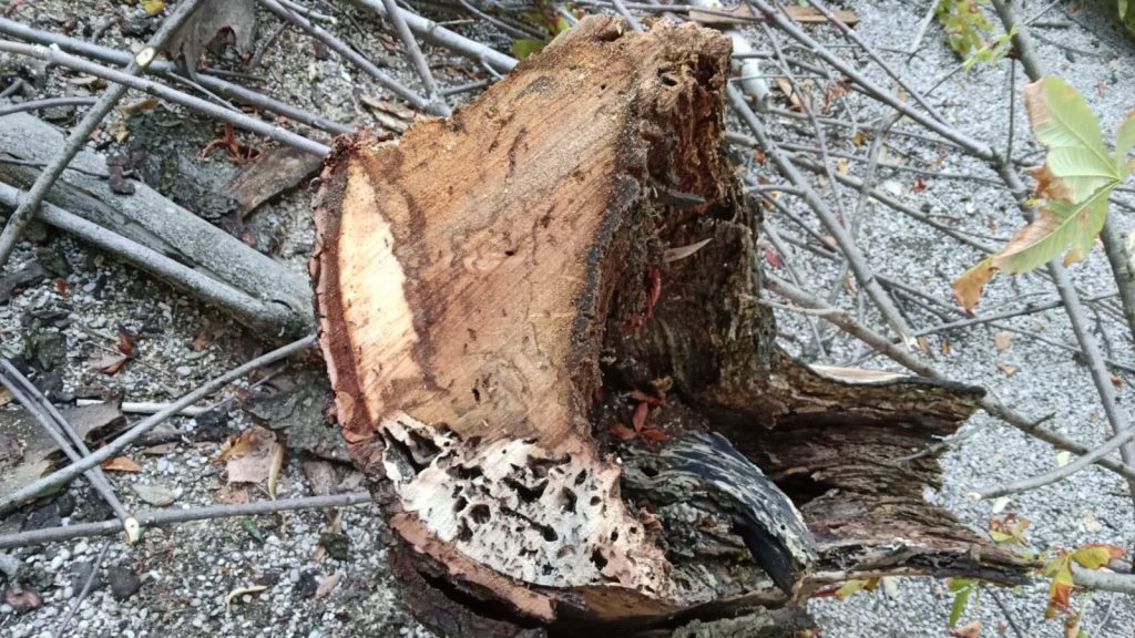 Close-up of a tree stump showing internal decay, surrounded by fallen branches and gravel.