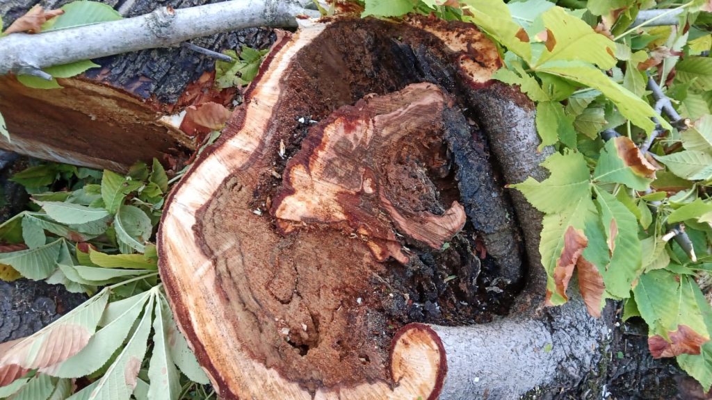 Primo piano di un tronco di albero tagliato, evidenziando il legno esposto e le foglie verdi circostanti.