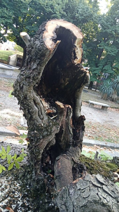 Close-up of a tree stump with a large hollow, showing damaged wood and bark, surrounded by greenery and a gravel path.
