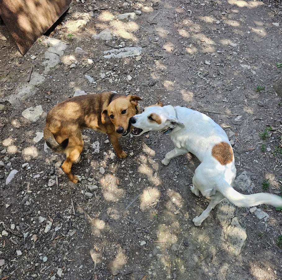 Due cani giocano insieme su un terreno coperto di terra e sassi, uno è di colore marrone e l'altro bianco con macchie beige.