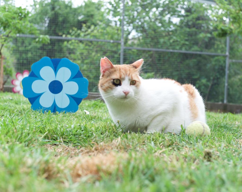 A cat with orange and white fur sitting on green grass, with colorful flower decorations in the background.
