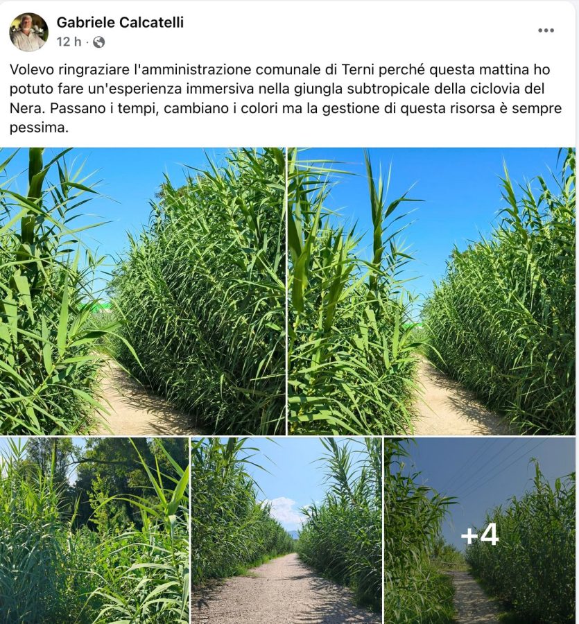 Scenic pathway lined with tall green plants under a clear blue sky.